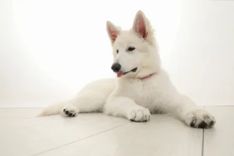 ポートレート撮影のイメージ