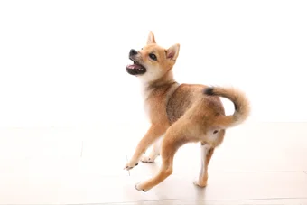 30分撮影のイメージ