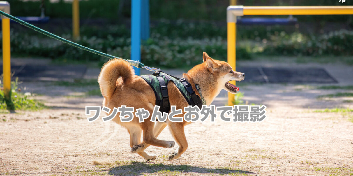 ワンちゃんとお外で撮影